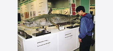 1644_Lake Biwa Catfish_Silurus biwaensis.jpg